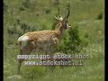 Pronghorn in Yellowstone National Park