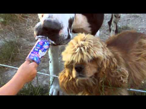 dogue allemand