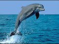 dauphins marine