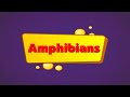 Flashcards for children  - Amphibians