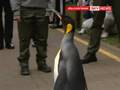 Norway Grants King Penguin A 'Sir'