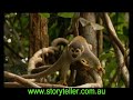 part-3-mini-monkeys-of-brazil-before-its-too-late.html