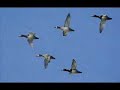Waterfowl of Honduras