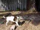 sweetie and magnum outside play with ball and rope sweetie and magnum outside play with ball and rope