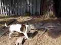 sweetie and magnum outside play with ball and rope