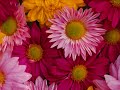 You're The One by Carpenters...with Lyrics