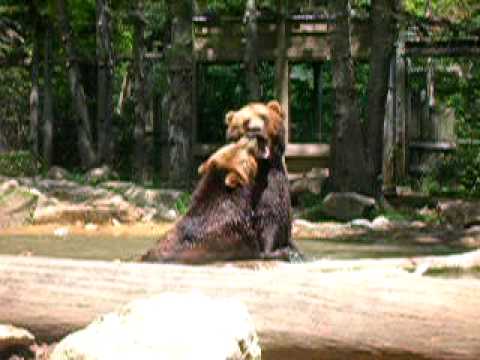 grizzley bear