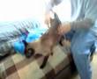IAMS KILLED MY CAT