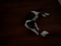 ボール猫動画