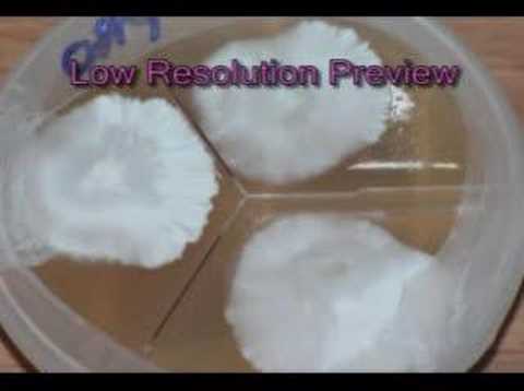 how to isolate a strain on agar