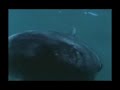 tiburon blanco cannibal white shark