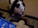 Tostitos For Bunnys!- The sweet escape Tostitos For Bunnys!- The sweet escape