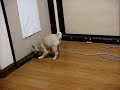 PUG CRYING PUG CRYING