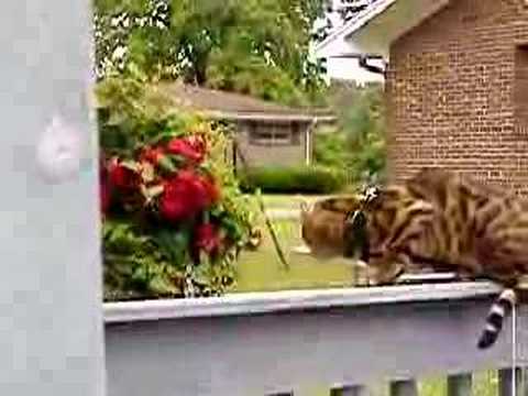 tigera