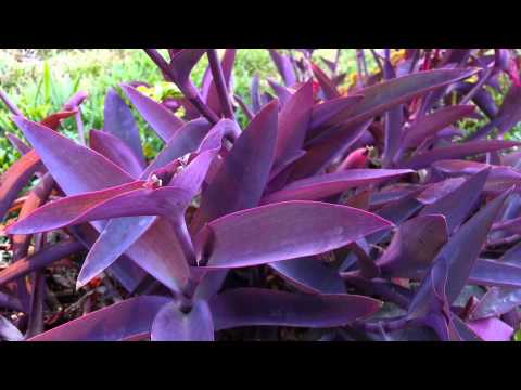 how to propagate purple queen