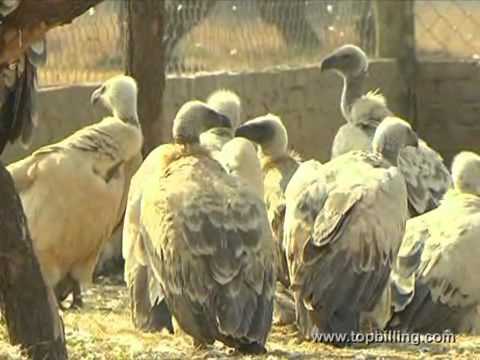 Top Billing | Mazda Wildlife Fund | Vulture sanctuary