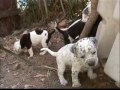 poopies-new-puppies-pitt-dalmation-mix-.html