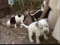 POOPIES ( new puppies / pitt & dalmation mix )