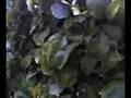 mais sobre plantio de maracuja