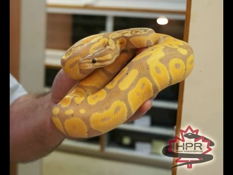 how to properly hold a ball python