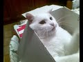 Bianco,Birillo,Gatti