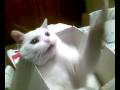 videos de Birillo