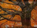 Relajante X, Árboles y Bosques.