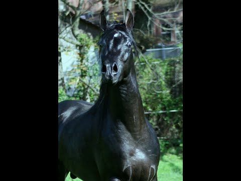 <b>Description: </b> video clip - Hu Shameer at Hughes Arabians, USA.<br/>