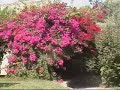 Kibbutz Yifat (August 2006)