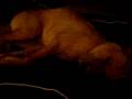 my snorring shar pei SKY