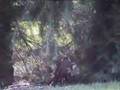 Cooper's Hawk nails Flicker - Gavilan caza pajaro carpintero