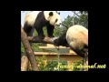 Pandas fighting and slam each other