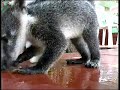 Knut the little coati and his obstrusive family Knut the little coati and his obstrusive family