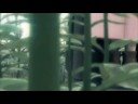 FFVII Zack x Aerith