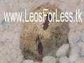 this is one of the geckos that is hatching out this year, mack snow, please visit our site at www.leosforless.org (not .tk)