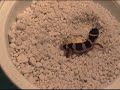 Leopard Gecko Hatching