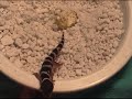 this is one of the geckos that is hatching out this year, mack snow, please visit our site at www.leosforless.org (not .tk)