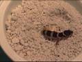 Leopard Gecko Hatching