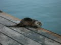 Slick on the dock, Trinidad CA, 24 July 2007