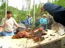 colorado pig roast