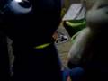 racis puppy