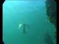 Was this a mermaid? - ¿Es esto una sirena?
