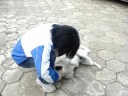 Os cachorrinhos do CAC.