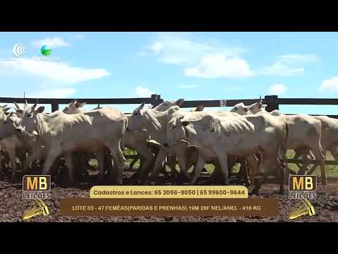 542� LEIL�O VIRTUAL MB LEIL�ES