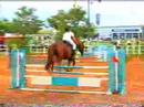 Cavalo Samaritana