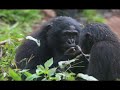 bonobo 423j