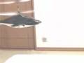 videos de E-sky  lama v4 airwolf  full gimmick gaining over leg