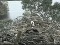 Loch of the Lowes Ospreys 14 May 2012 13.35hrs Intruder - Copyright SWT
