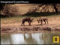 Hyenas at Pete\