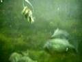 videos de Piranhas in de Zoo